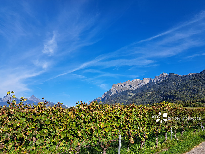 蓝天下的葡萄园风光图片素材