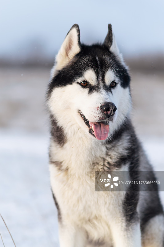 白俄罗斯，雪地里西伯利亚哈士奇犬的特写图片素材