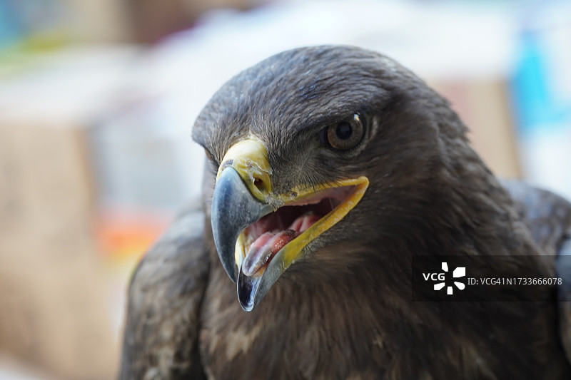 金雕特写图片素材