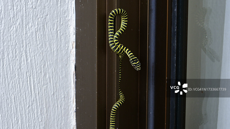 窗框上的金树蛇图片素材