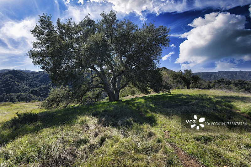 美国加利福尼亚州纽霍尔的天空背景下的田野树木图片素材