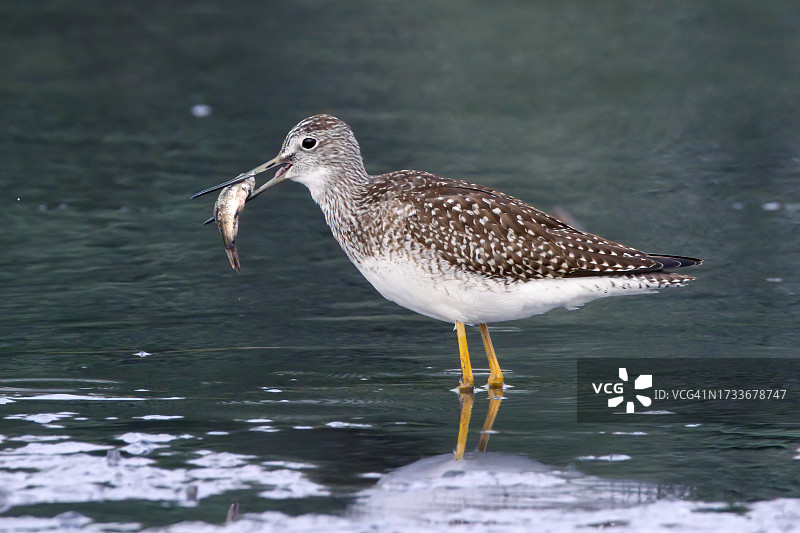 鹬在湖中栖息的特写镜头图片素材