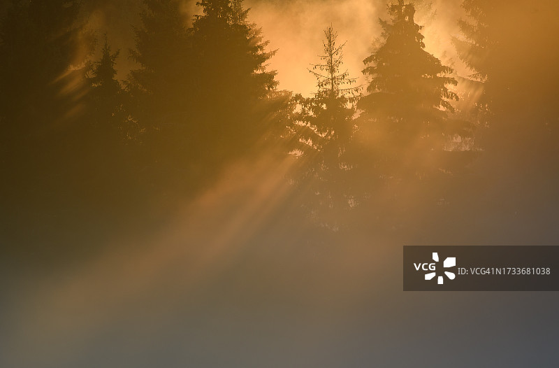 日落时树木在天空中的低角度剪影图片素材