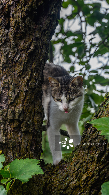 猫咪肖像，树干上图片素材