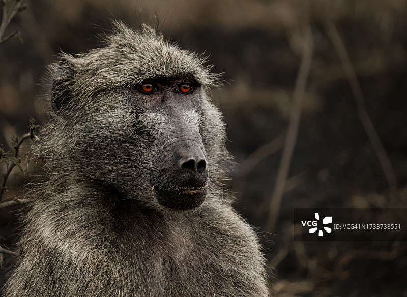 狒狒侧视特写图片素材