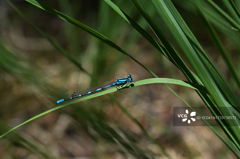 草地豆娘特写图片素材
