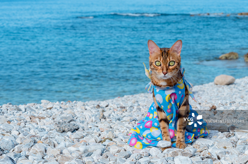 坐在海滩岩石上的猫的肖像图片素材