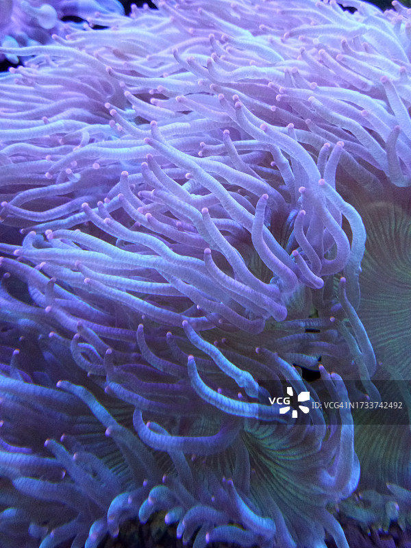 珊瑚在海中的特写图片素材