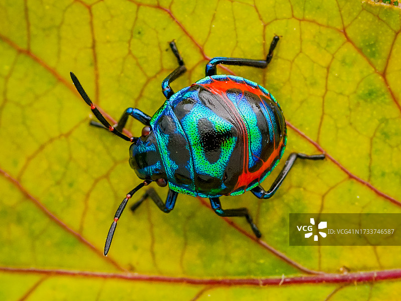 树叶上的昆虫特写图片素材