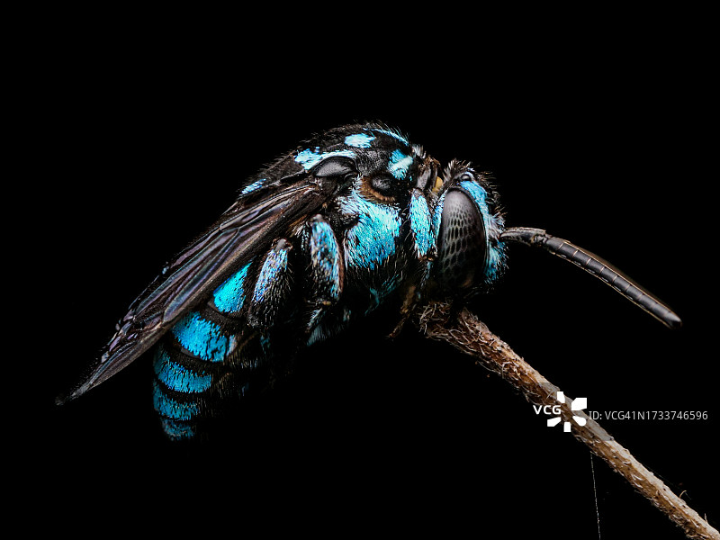 昆虫在植物上特写，黑色背景图片素材