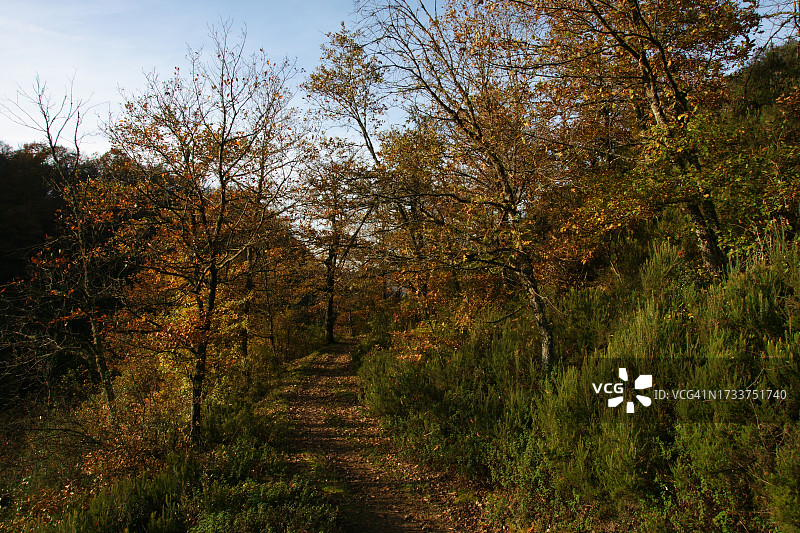 秋天生长在森林里的树木图片素材