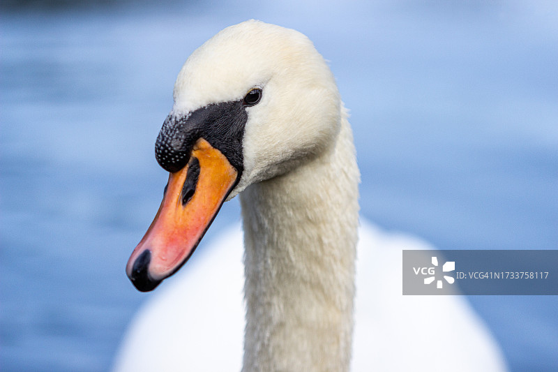 英国达灵顿疣鼻天鹅特写图片素材