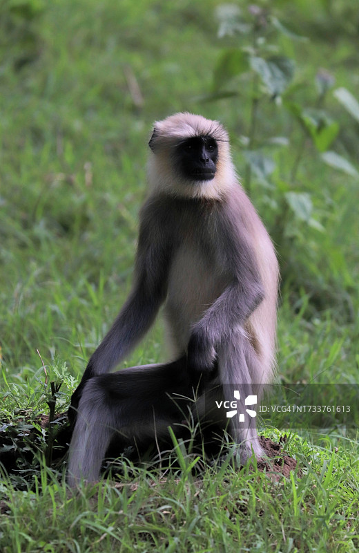 坐在田野里的长尾叶猴肖像图片素材