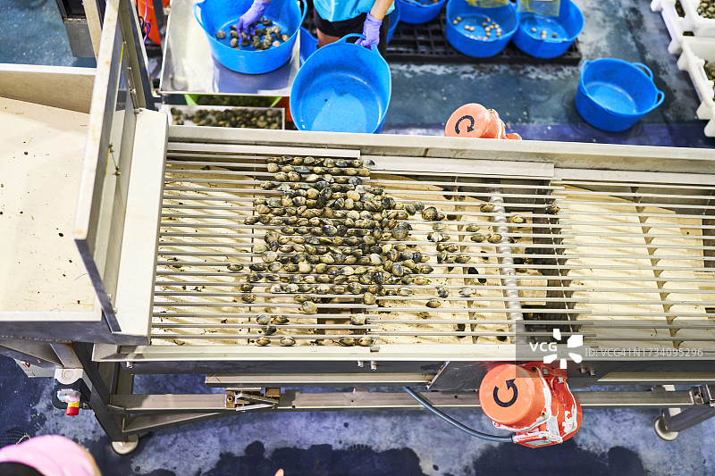 工厂机器中海螺的干燥过程（高角度）图片素材