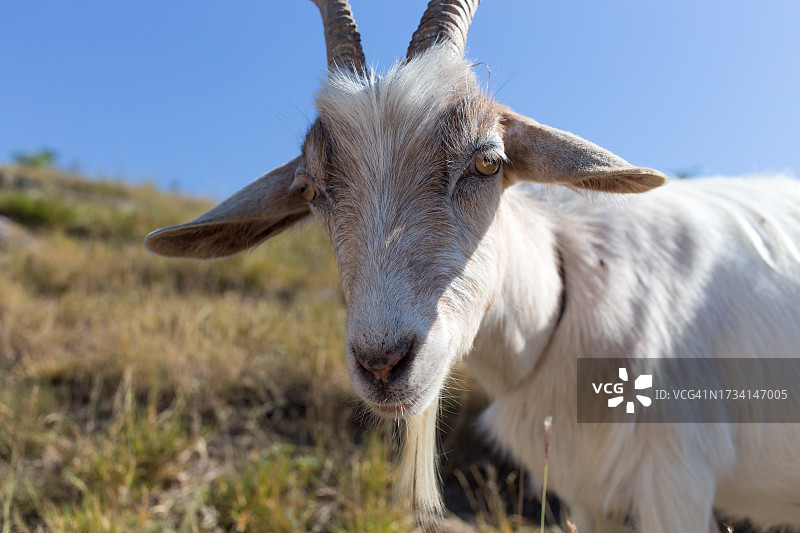 家山羊站在田野上，晴朗天空下的特写图片素材