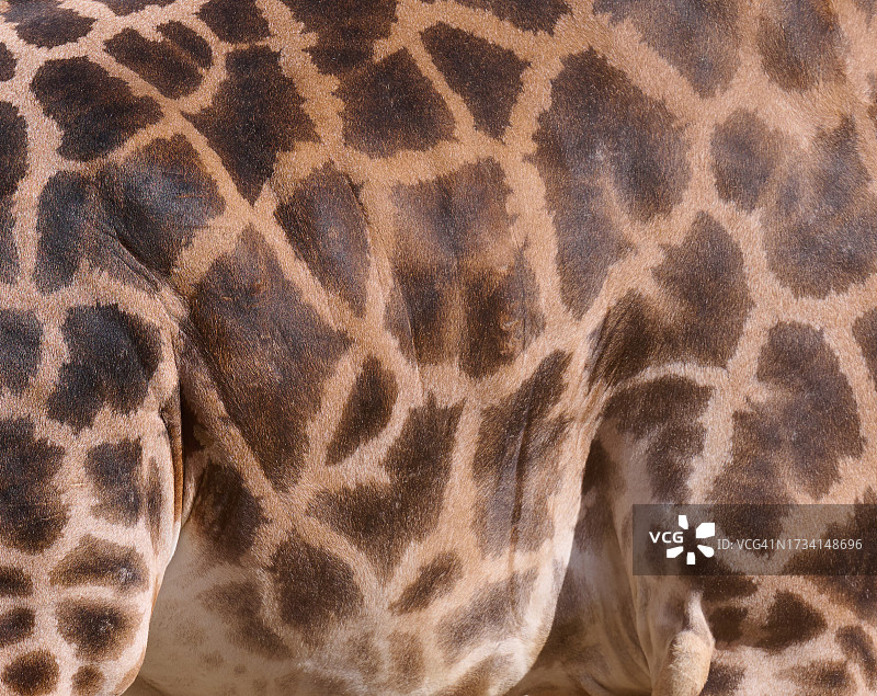 长颈鹿特写图片素材