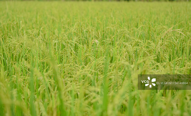 泰国玉米地全画幅照片图片素材