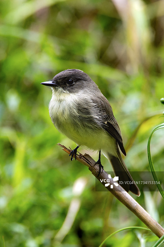 美国佐治亚州罗斯威尔树枝上栖息的热带山雀特写图片素材