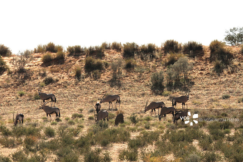 俯视角度：山羊在晴朗的天空下的田野上吃草图片素材