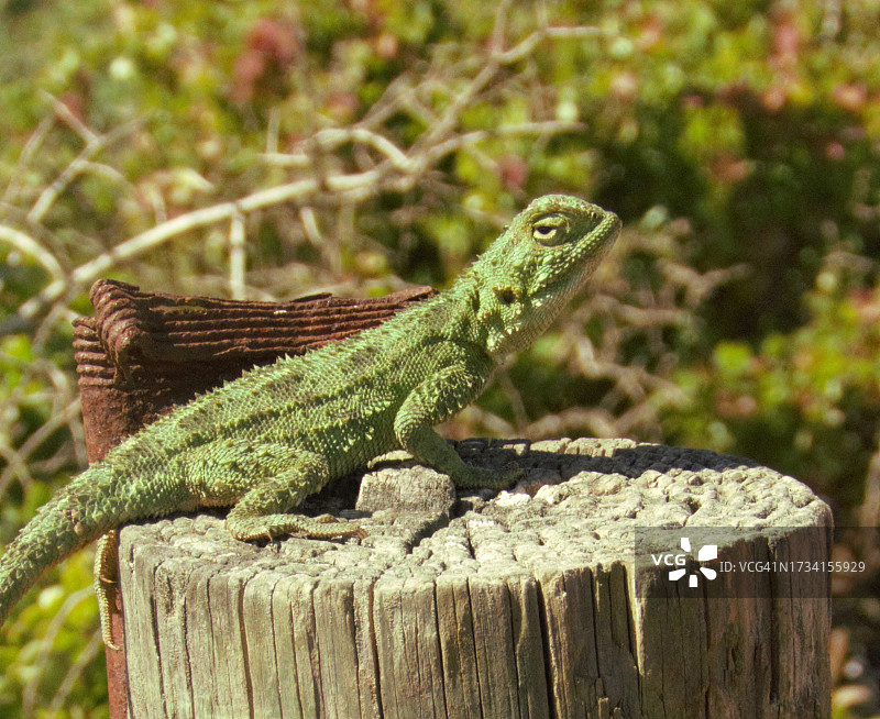 木头上的蜥蜴特写图片素材