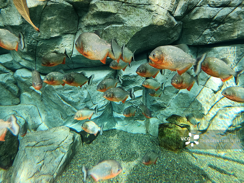 海中游动的鱼的俯视视角图片素材