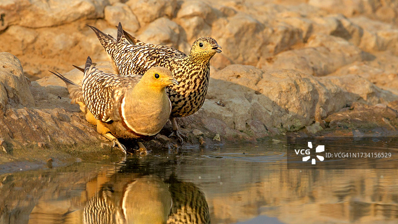栖息在湖中岩石上的鸟儿特写图片素材