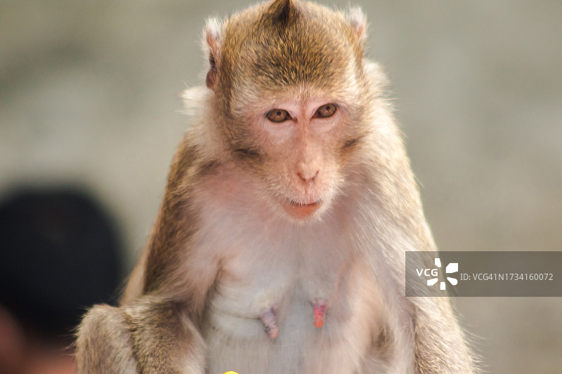 户外猕猴特写图片素材