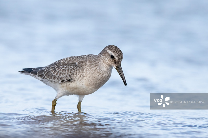 矶鹬在海滩上栖息的特写图片素材