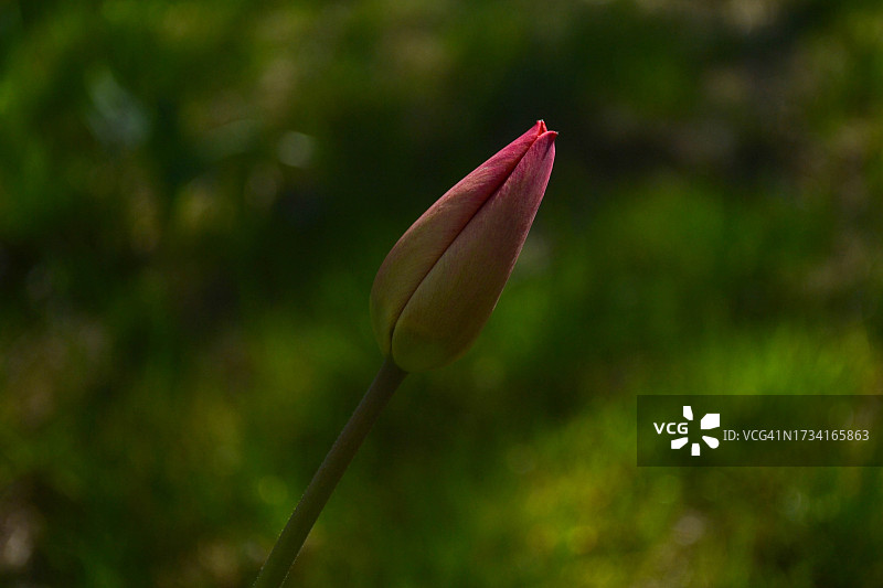 户外生长的花蕾特写图片素材