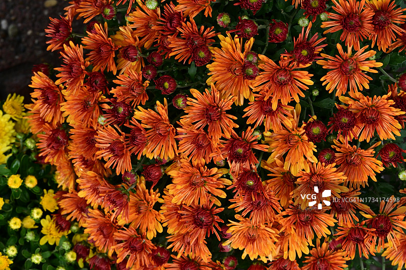 橙色开花植物特写图片素材