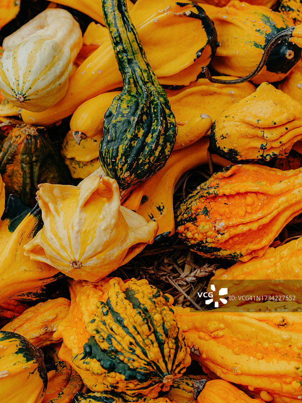 农贸市场上的各种南瓜图片素材