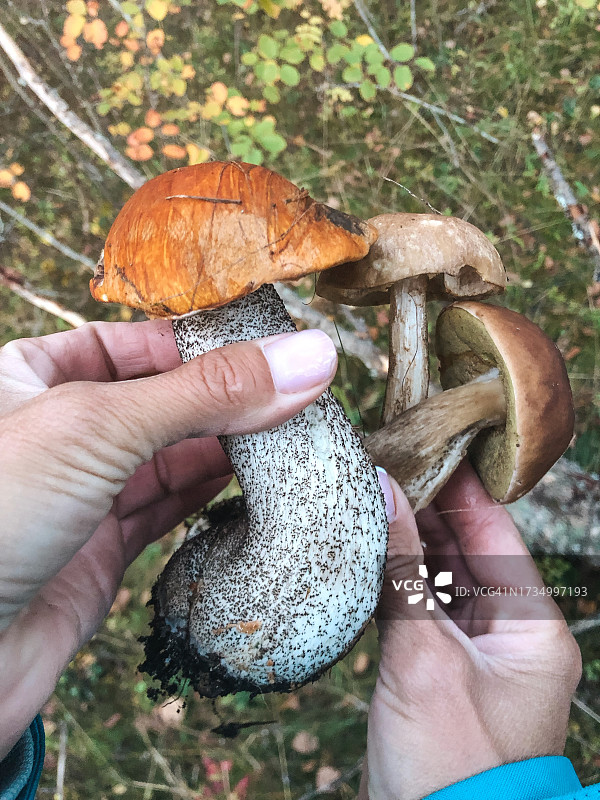 秋叶背景下的食用蘑菇图片素材