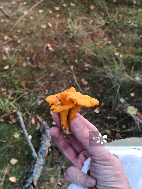 秋叶背景下的食用蘑菇图片素材