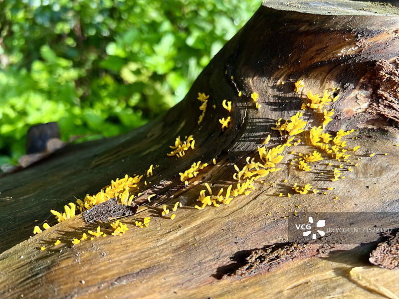 小鹿角菌图片素材