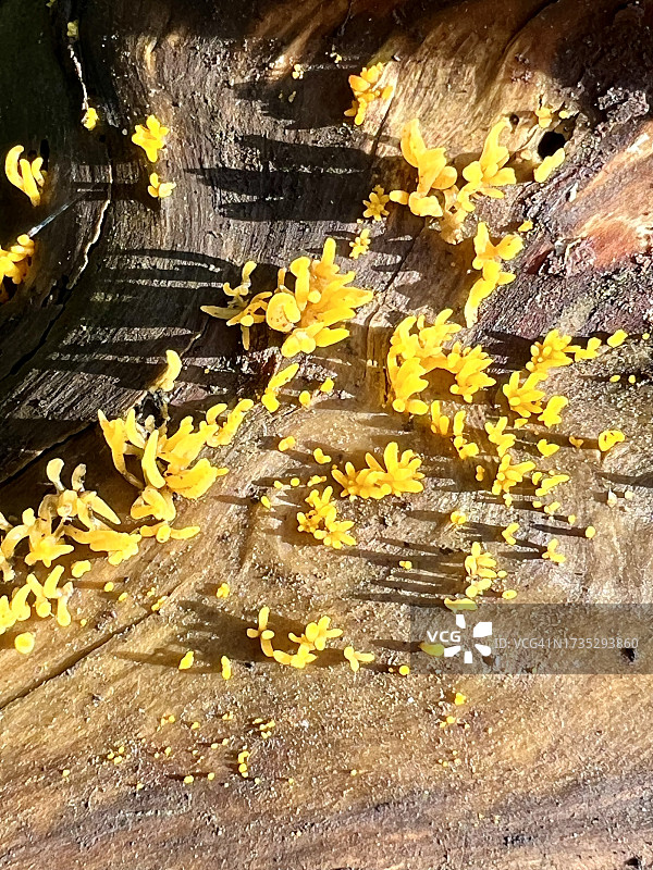 树皮上的小珊瑚菌图片素材