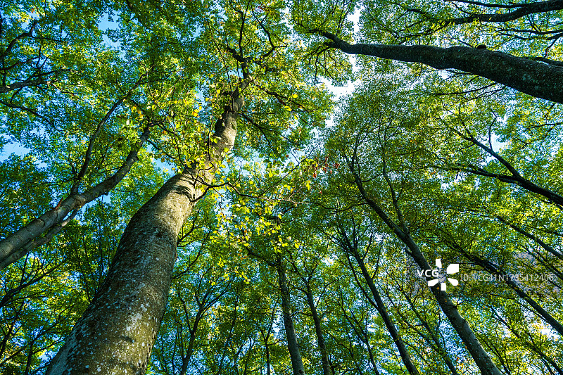 低角度仰视的树梢图片素材