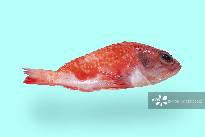 蓝色背景上的黑腹红娘鱼图片素材