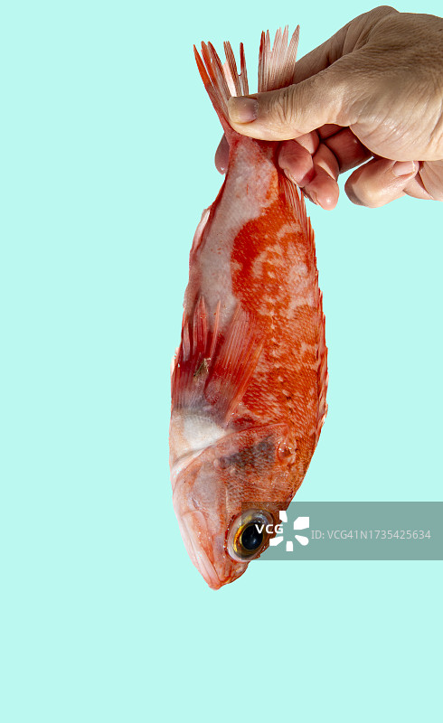 男子手中的黑腹红娘鱼图片素材