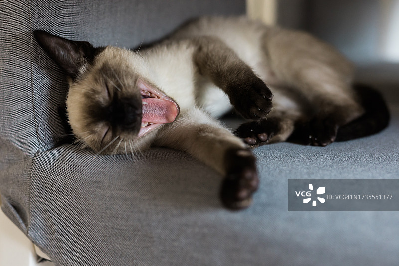 打哈欠的暹罗小猫图片素材