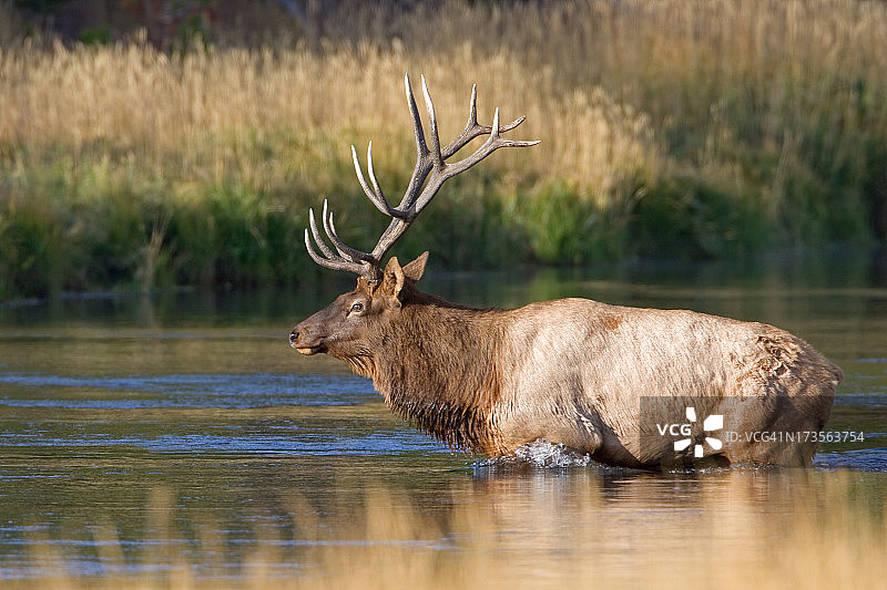 麋鹿公牛横渡黄石公园麦迪逊河图片素材