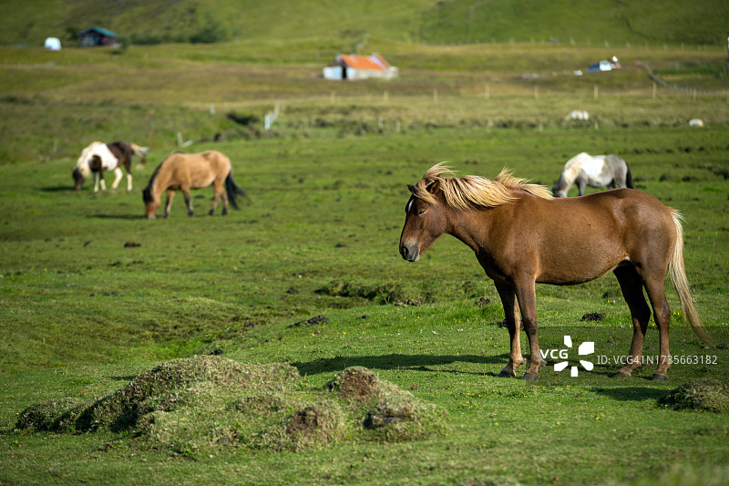 冰岛马图片素材