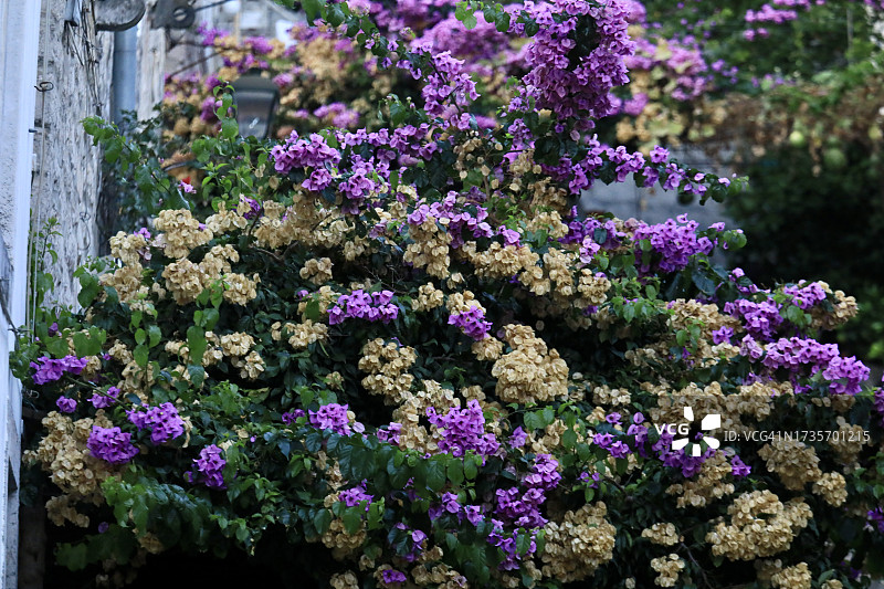 鲜艳的混合花朵图片素材