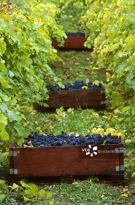 奥肯那根山谷的葡萄采摘园图片素材