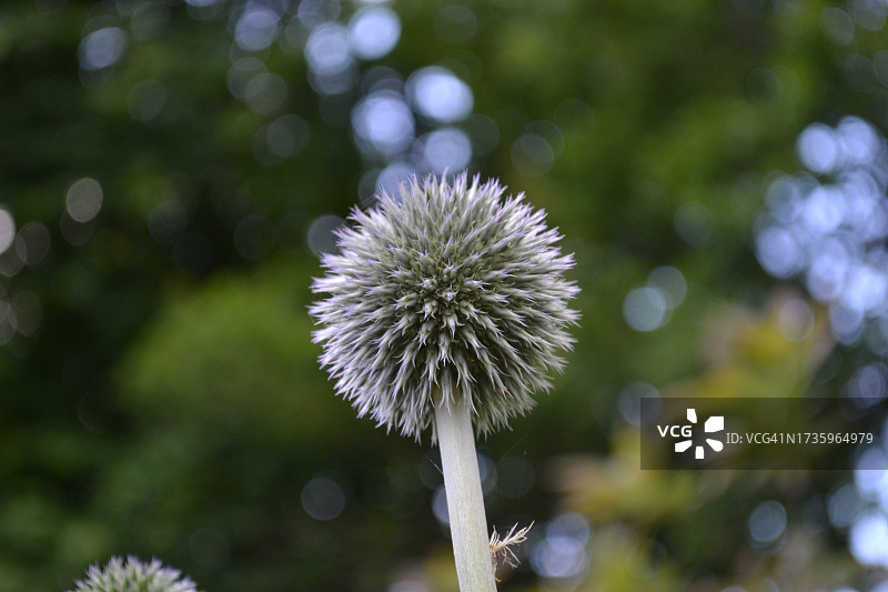 蓝刺头图片素材