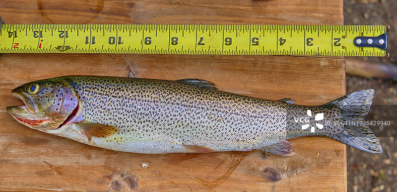 弗农湖皮划艇之旅图片素材