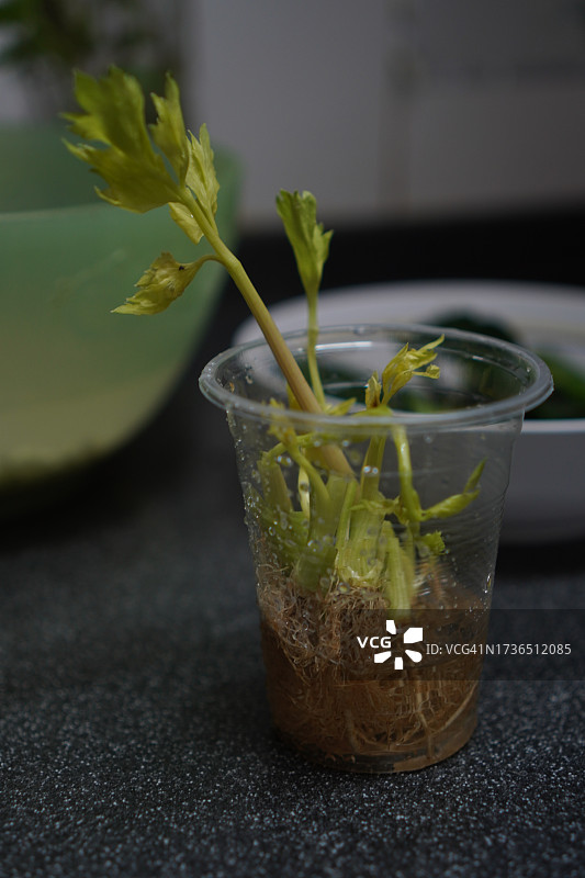 芹菜树在透明塑料杯中生根图片素材