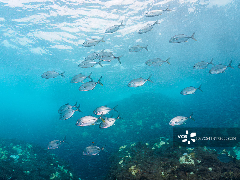 日本静冈县伊豆半岛入江滨海滩的大眼鲹袭击银带鲱鱼群图片素材