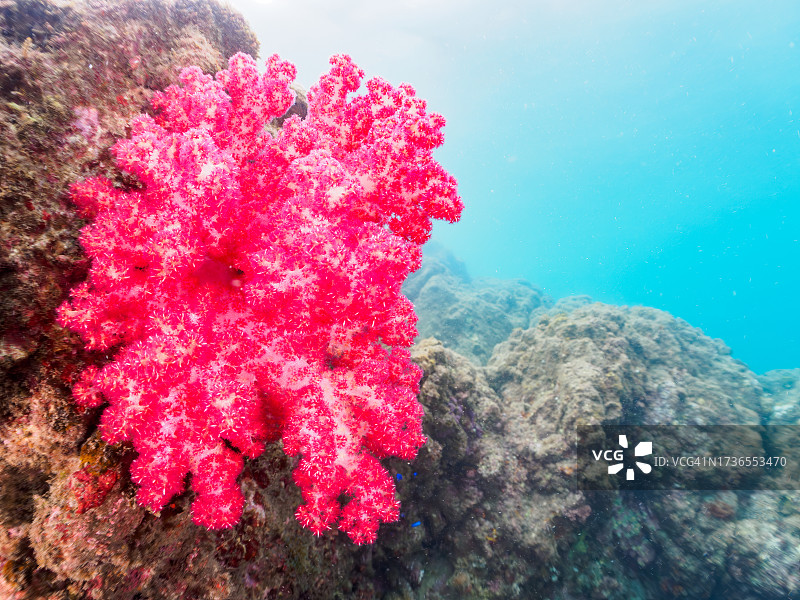 美丽的软珊瑚“Alcyonacea”殖民地在东海海滩。

日本静冈县，南伊豆，加茂郡，伊豆半岛，中城，HIRIZO海滩，
摄于2023年10月7日。
在水下摄影。图片素材