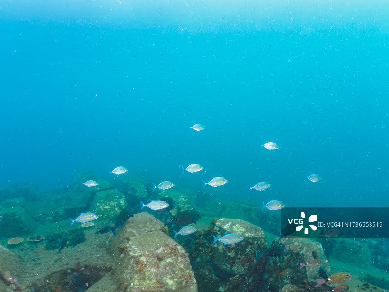 日本静冈县伊豆半岛海域的蓝鳍金枪鱼幼鱼群图片素材