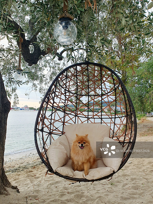 快乐的博美犬图片素材